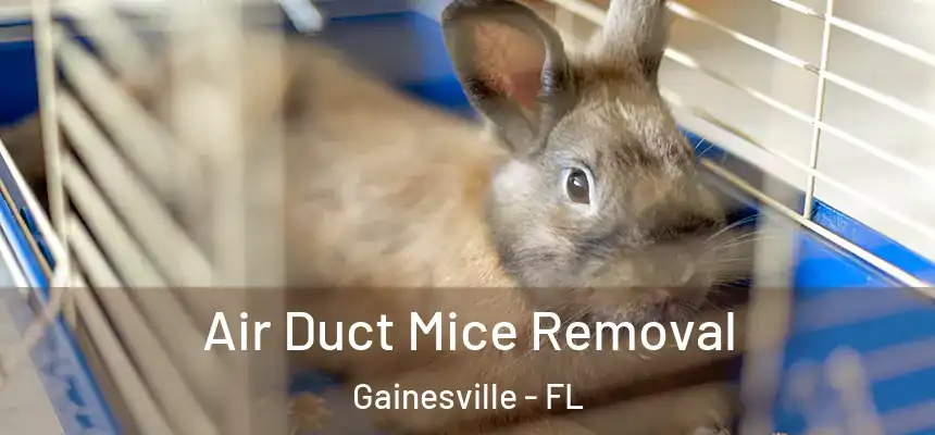  Air Duct Mice Removal Gainesville - FL